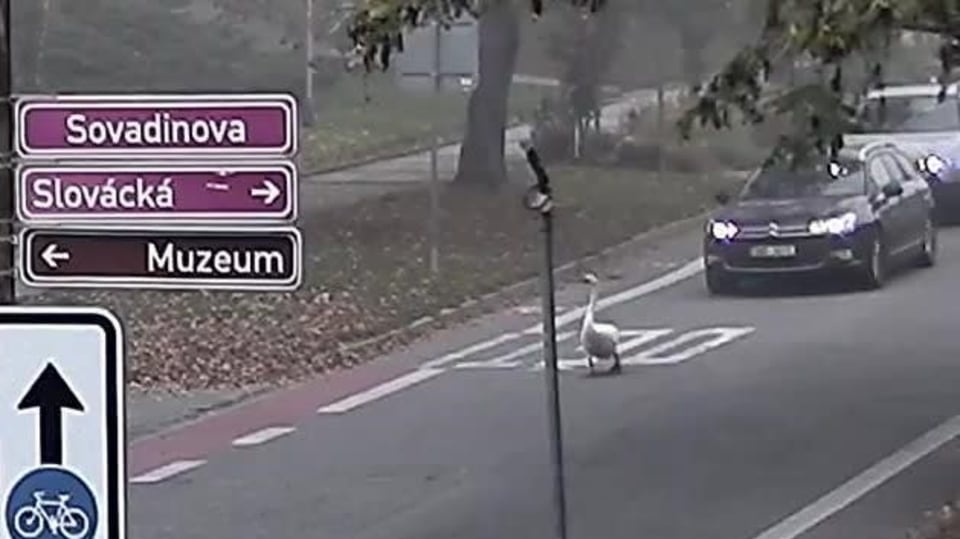 Labuť brzdila dopravu v Břeclavi